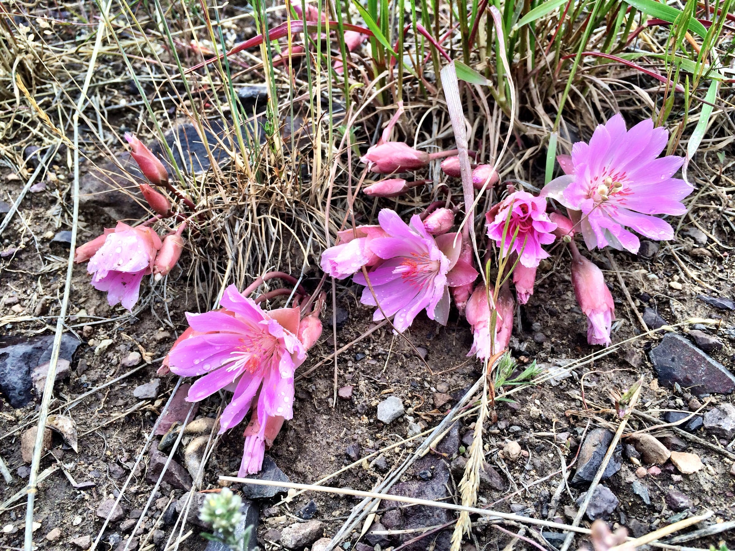 Bitterroot flowers, Lewisia rediviva, in bloom low against dry ground