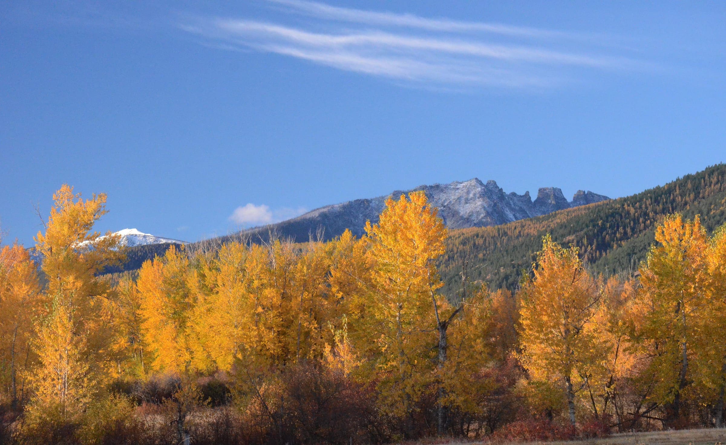 Cottonwoods in full autumn colour below the Bitterroot Range near Florence, Montana