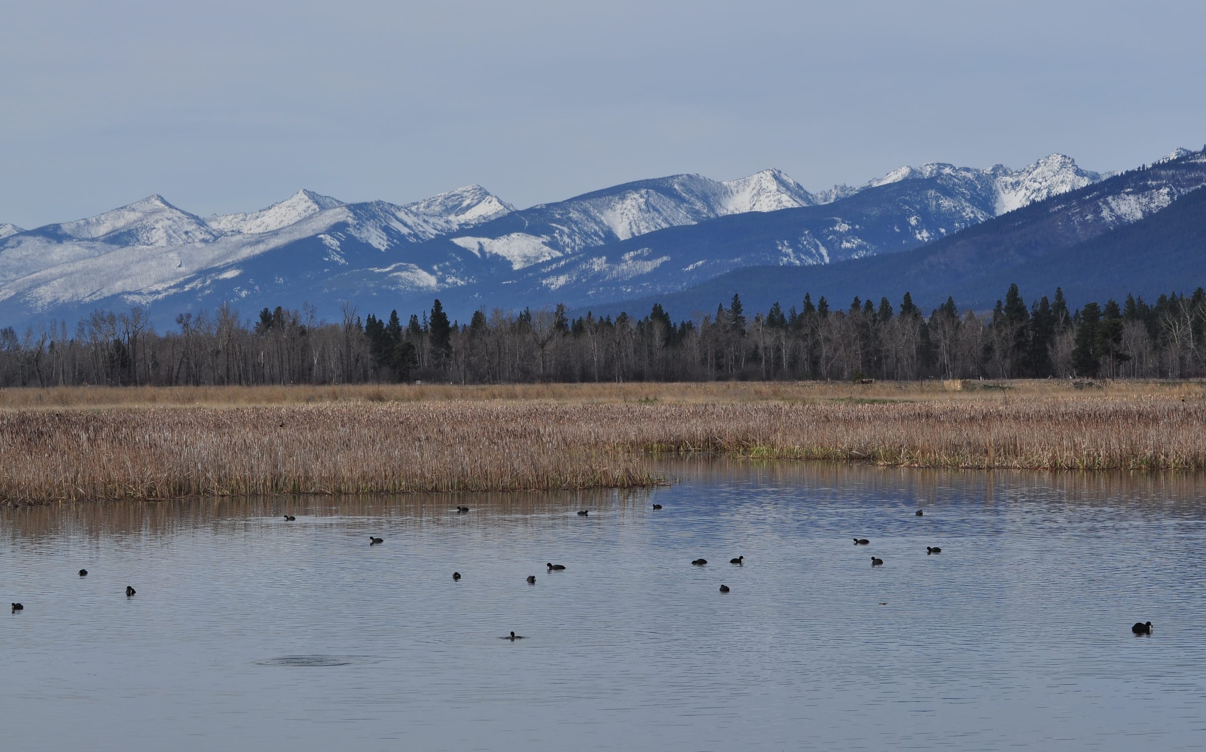 The Bitterroot Range seen across the wetlands of the Lee Metcalf National Wildlife Refuge near Stevensville, Montana